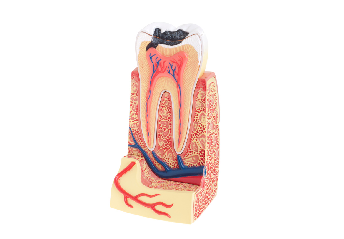 Endodontia e Cirurgia